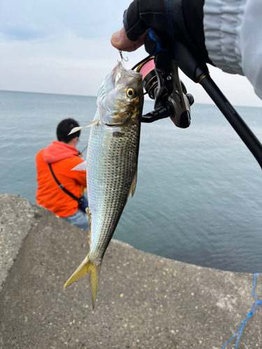 コノシロの釣果