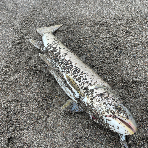 アメマスの釣果