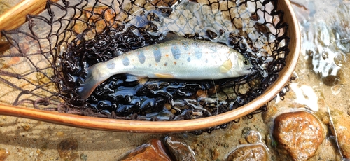 アマゴの釣果