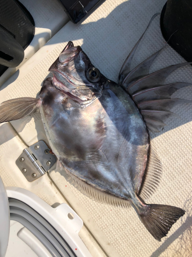 カガミダイの釣果