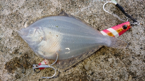 カレイの釣果