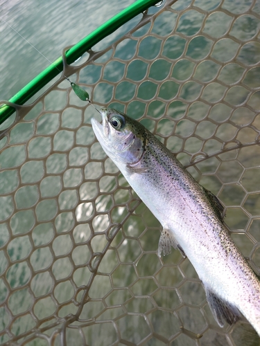 ニジマスの釣果