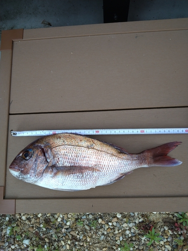 マダイの釣果