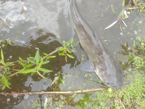 アメリカナマズの釣果