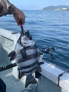 イシダイの釣果