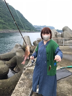 ネンブツダイの釣果