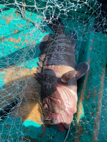 マハタの釣果