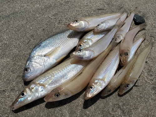 シロギスの釣果