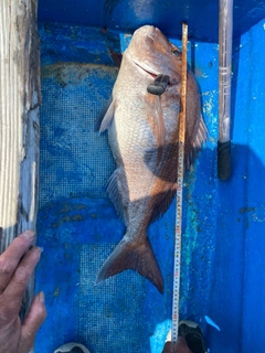 タイの釣果