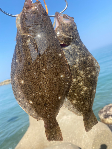 ヒラメの釣果