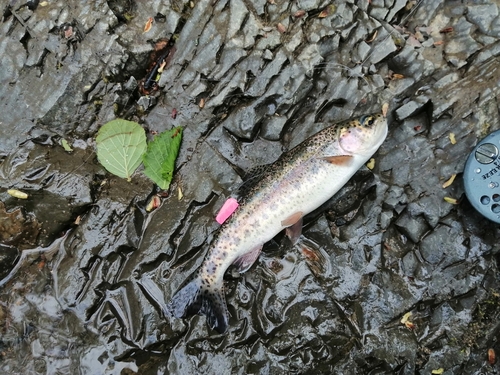 ニジマスの釣果