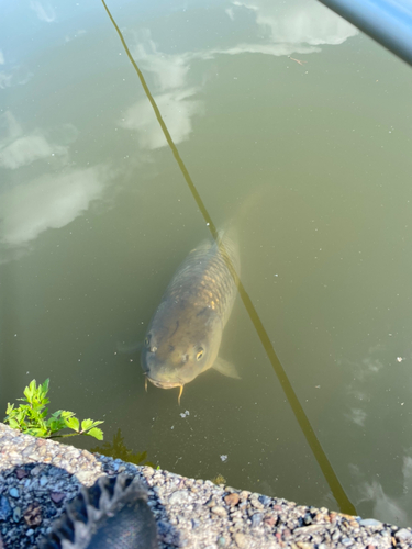 コイの釣果