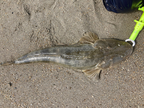 マゴチの釣果