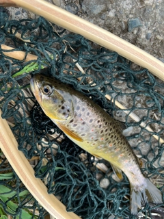 ブラウントラウトの釣果