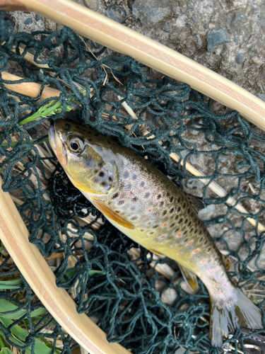 ブラウントラウトの釣果