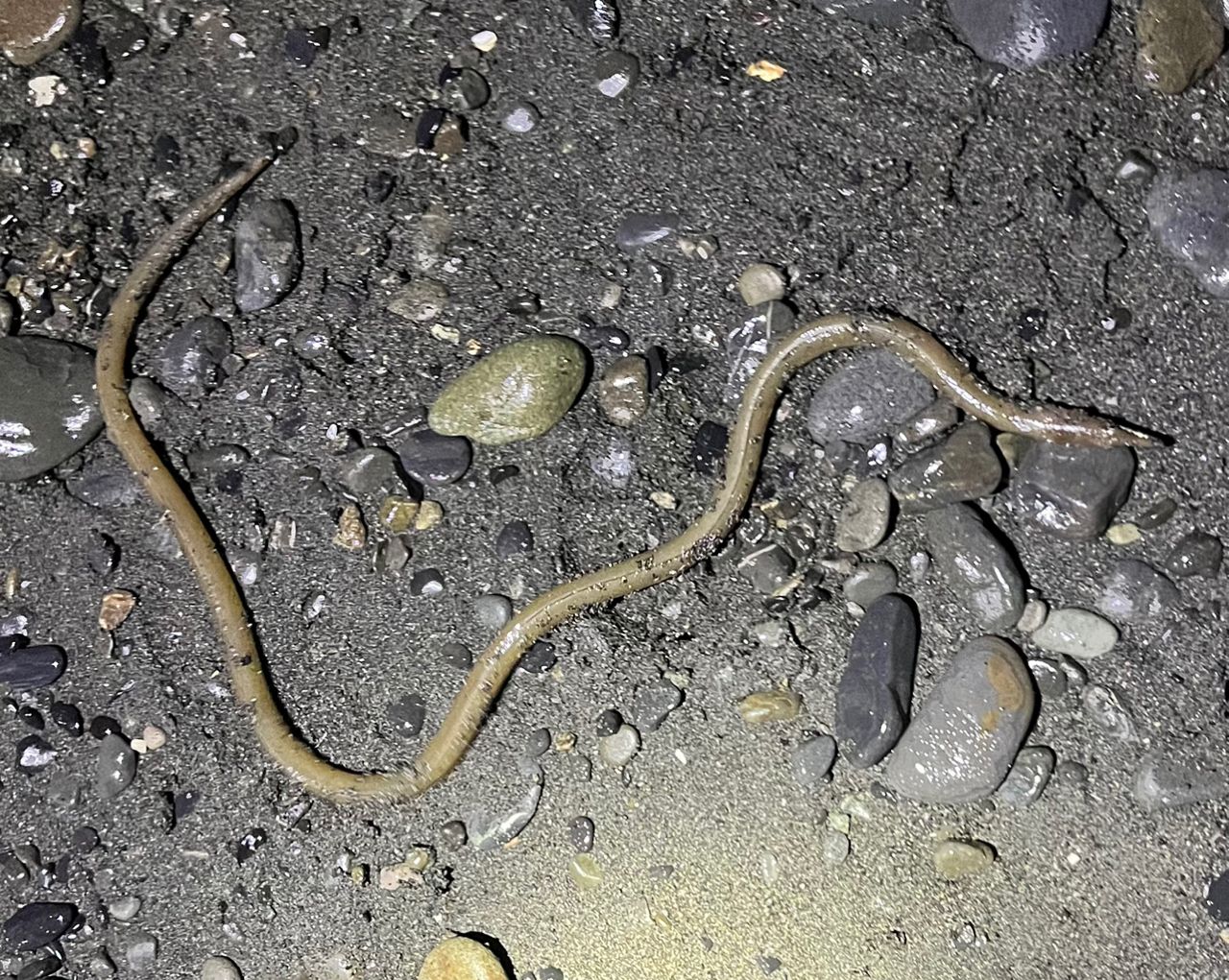 ダイナンウミヘビ