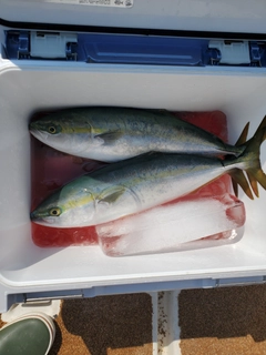 ハマチの釣果