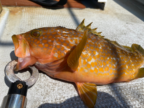 アコウの釣果