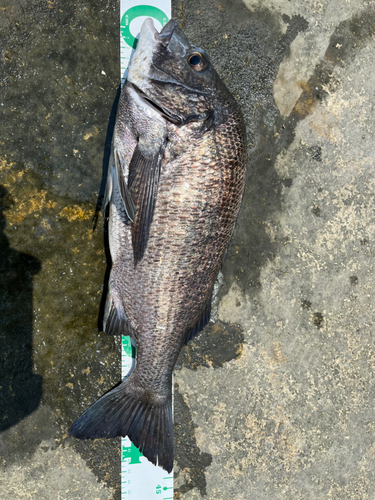 チヌの釣果