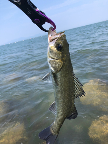 セイゴ（マルスズキ）の釣果