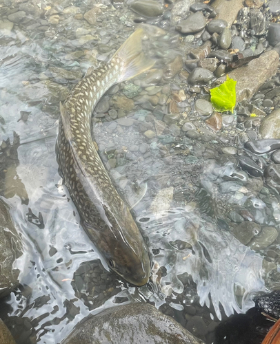 アメマスの釣果