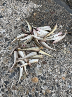 コマイの釣果