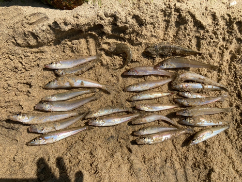 キスの釣果