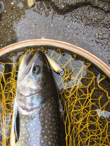 イワナの釣果