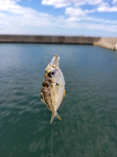 ヒイラギの釣果