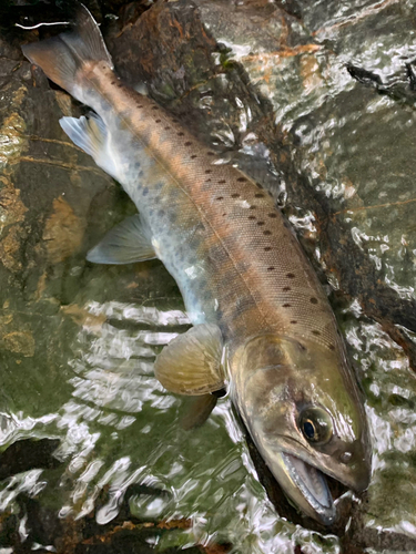 ヤマメの釣果