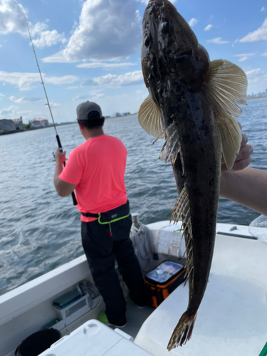 マゴチの釣果