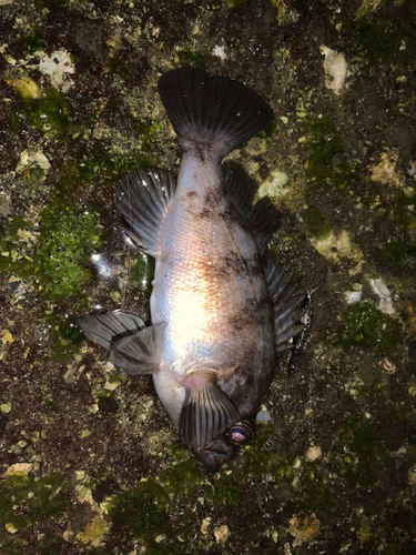 シロメバルの釣果