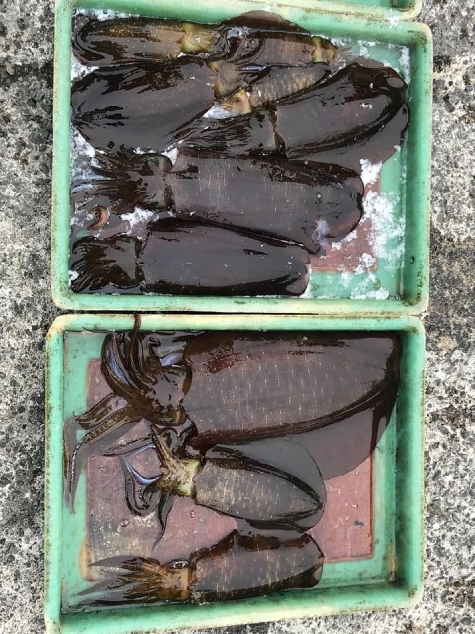 空手チョップの季節さんの釣果 2枚目の画像