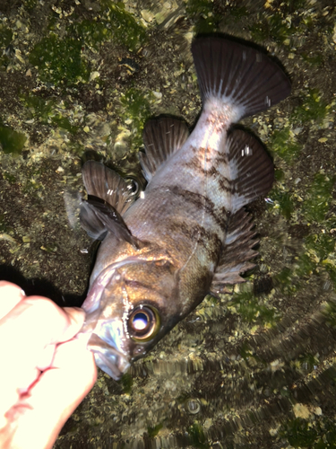 シロメバルの釣果