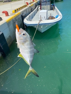 ギンガメアジの釣果