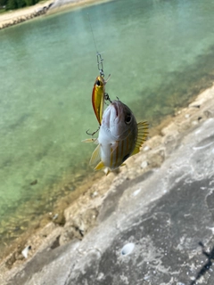 ヤマトビーの釣果