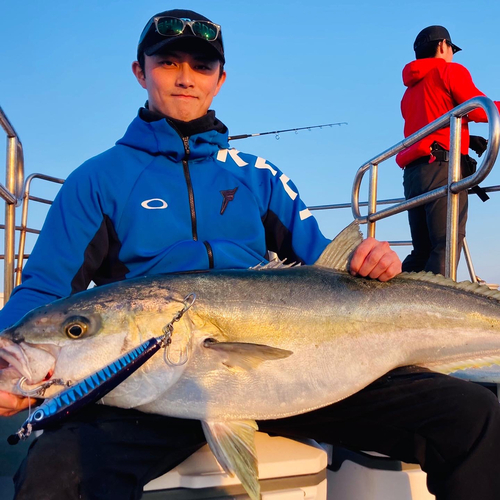 ヒラマサの釣果