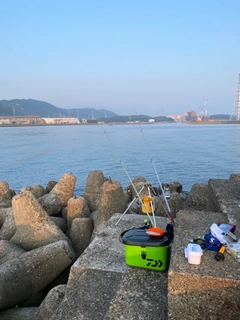キスの釣果