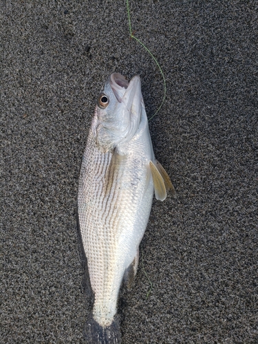 キスの釣果