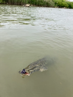 ライギョの釣果