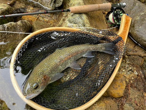 ニジマスの釣果