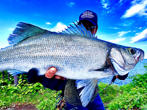 ヒラスズキの釣果