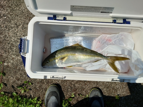 カンパチの釣果