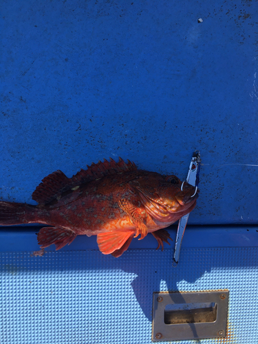 カサゴの釣果