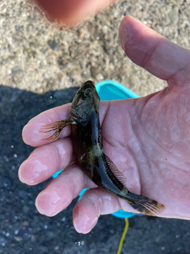 ハゼの釣果