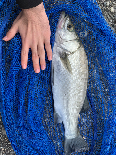 ハネ（ヒラスズキ）の釣果