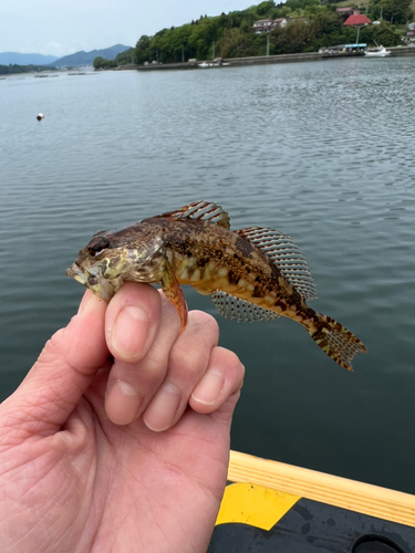 ハゼの釣果