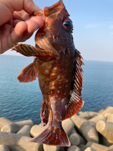 カサゴの釣果