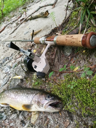 イワナの釣果