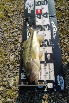 ラージマウスバスの釣果